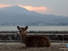 21-Miyajima-01