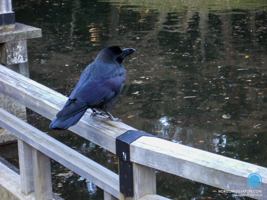 11-corbeau-japon