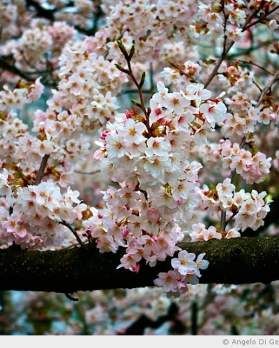 Présentation du Hanami, la fête des cerisiers en fleur