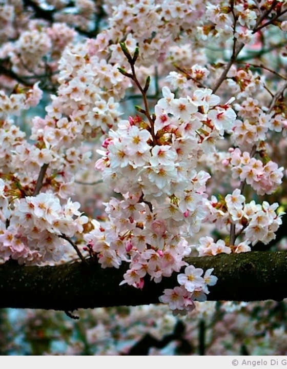 Présentation du Hanami, la fête des cerisiers en fleur