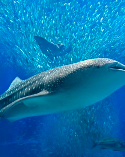 Kaiyukan, l’aquarium d’Osaka