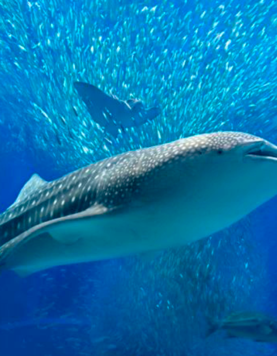 Kaiyukan, l’aquarium d’Osaka