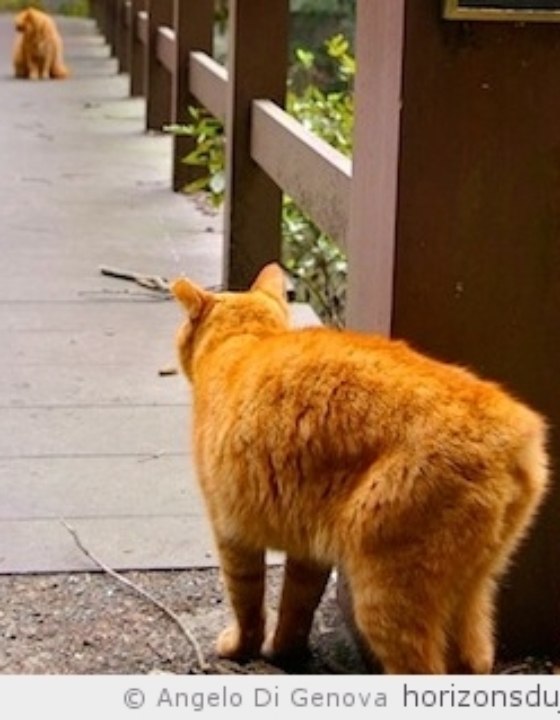 Les chats de la route du Tokaido