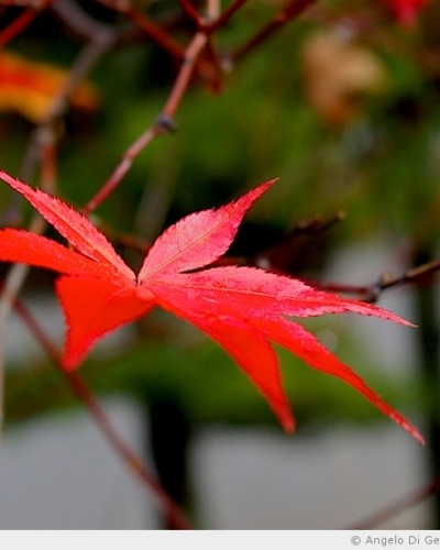 Kurama et couleurs d’automne