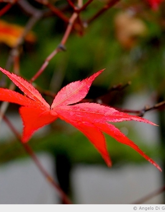 Kurama et couleurs d’automne