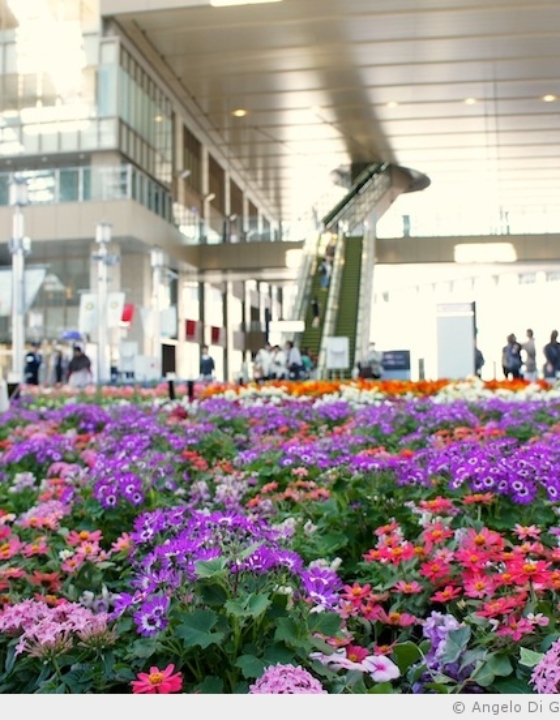 La gare d’Osaka en fleur