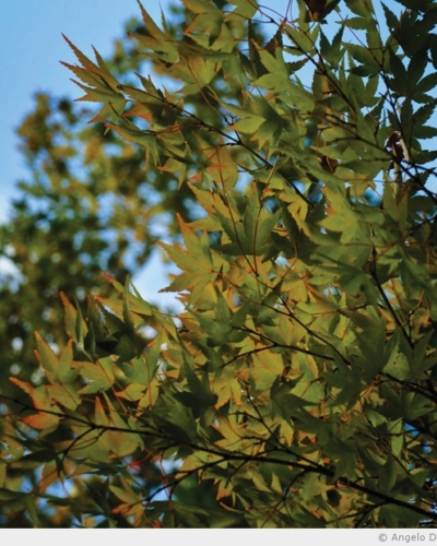 L’automne qui pointe sur les feuilles