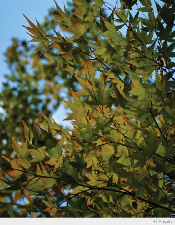 L’automne qui pointe sur les feuilles