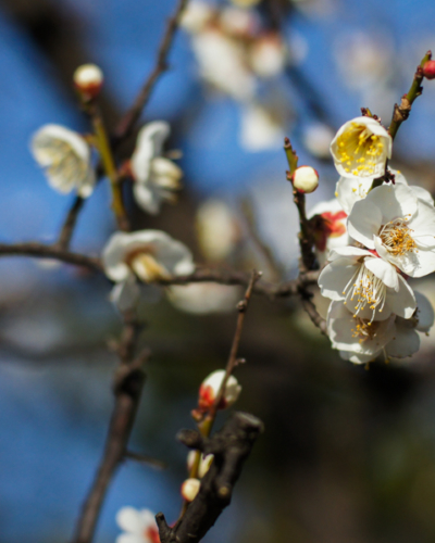 Bairin, les bosquets de pruniers japonais