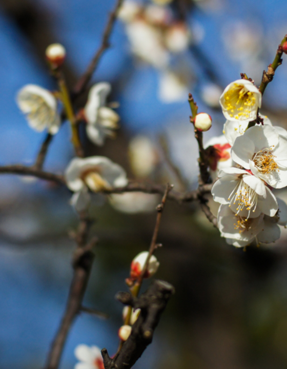 Bairin, les bosquets de pruniers japonais